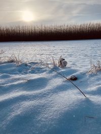 Frozen lake on snow covered land against sky during sunset