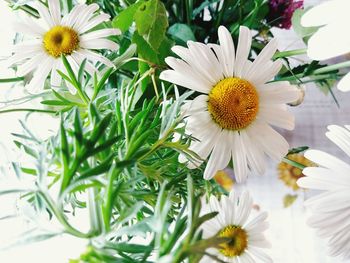 Close-up of white daisy flowers