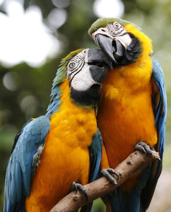 Close-up of gold and blue macaws perching on branch