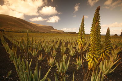 Aloe vera plants growing on farm at sunset