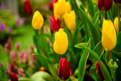 Yellow and red tulips close up photo