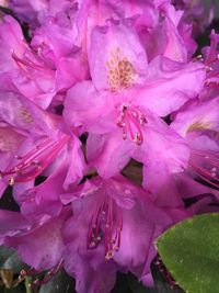 Close-up of pink flowers