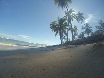 Palm trees on beach against sky