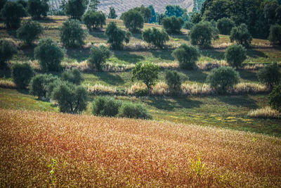 Scenic view of field