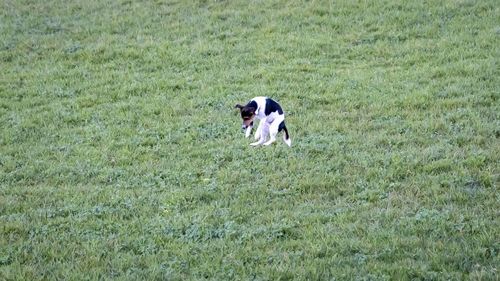 Dogs on grassy field