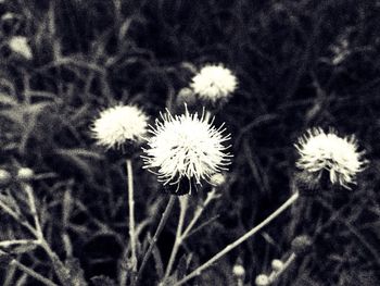 Close-up of white daisy flowers