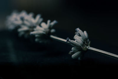 Close-up of flowers in the dark