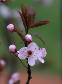 Close-up of fresh flowers