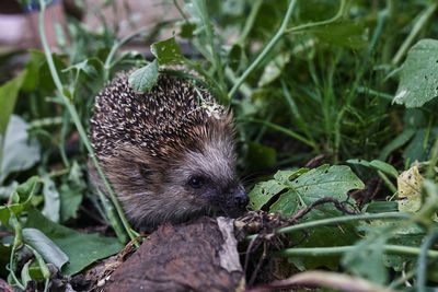 Close-up of an animal on field