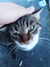 Close-up of cat with hand