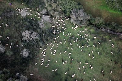 High angle view of birds on land