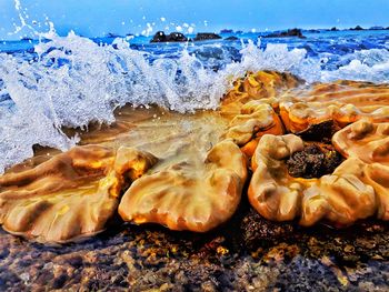 Close-up of corals on shore