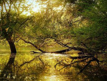 Trees by lake in forest