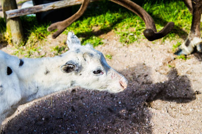 High angle view of camel on field