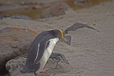 High angle view of a bird on rock