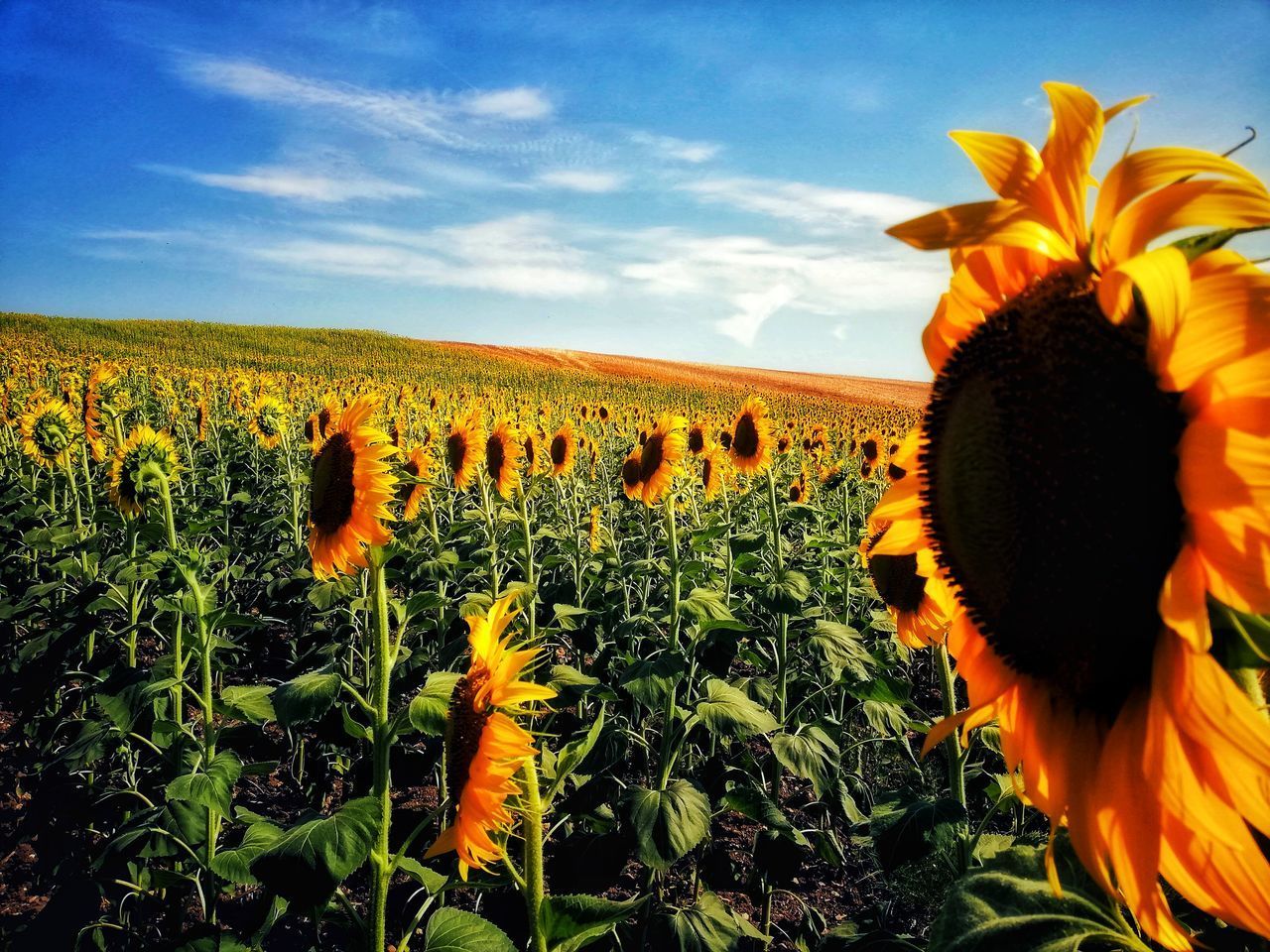 SUNFLOWERS ON FIELD