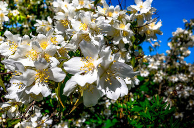 Close-up of white flowers blooming on tree