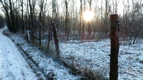 Trees in forest during winter