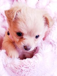 Close-up portrait of a dog