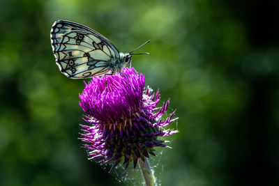 Close-up of butterfly on purple flower