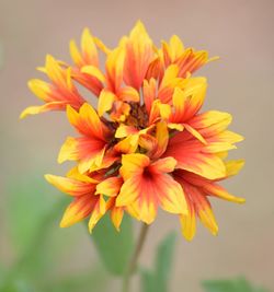 Close-up of yellow flowers blooming outdoors