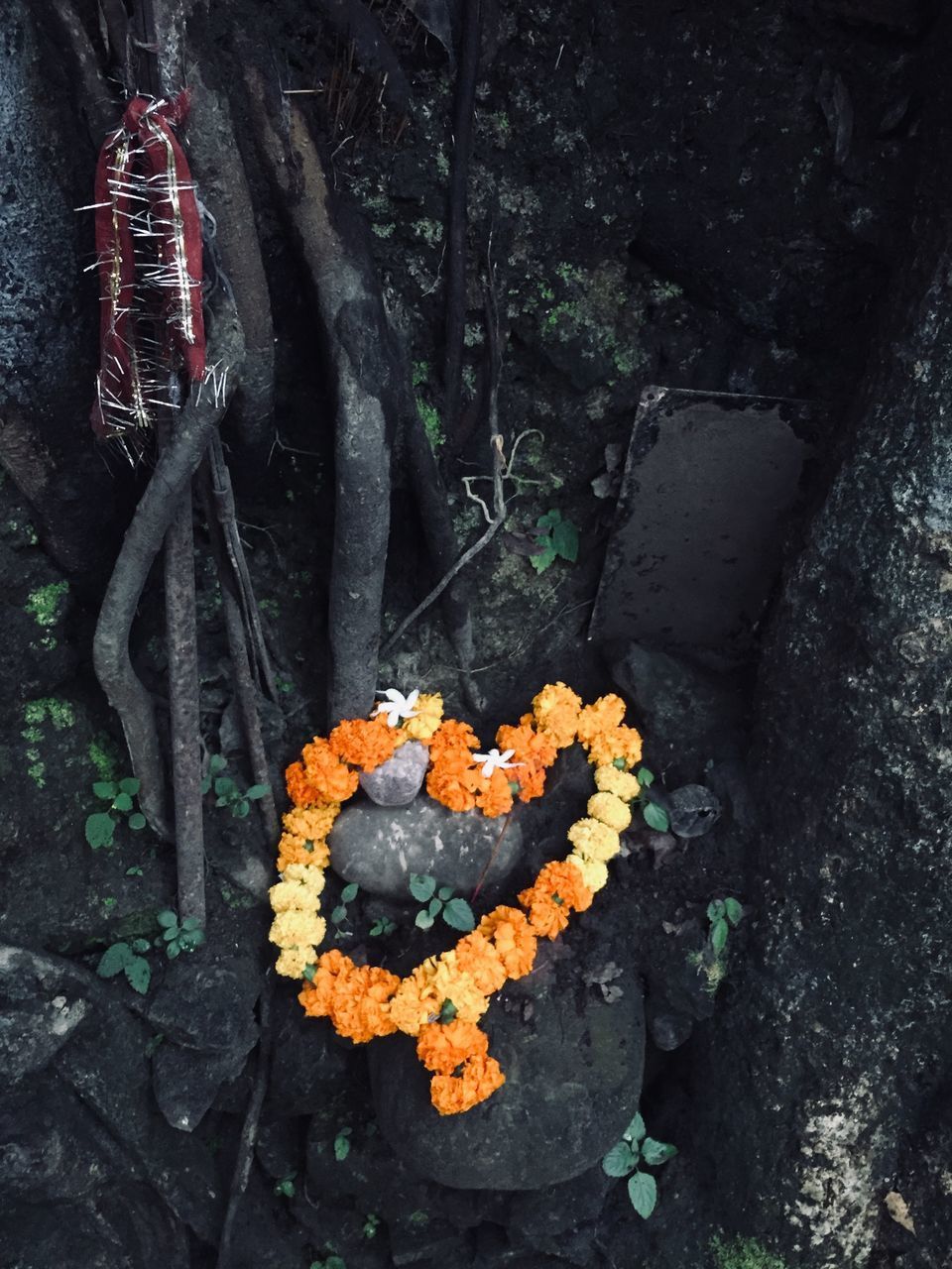 HIGH ANGLE VIEW OF ORANGE FLOWER ON PLANT BY WALL