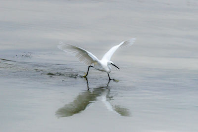 Seagull flying in a water