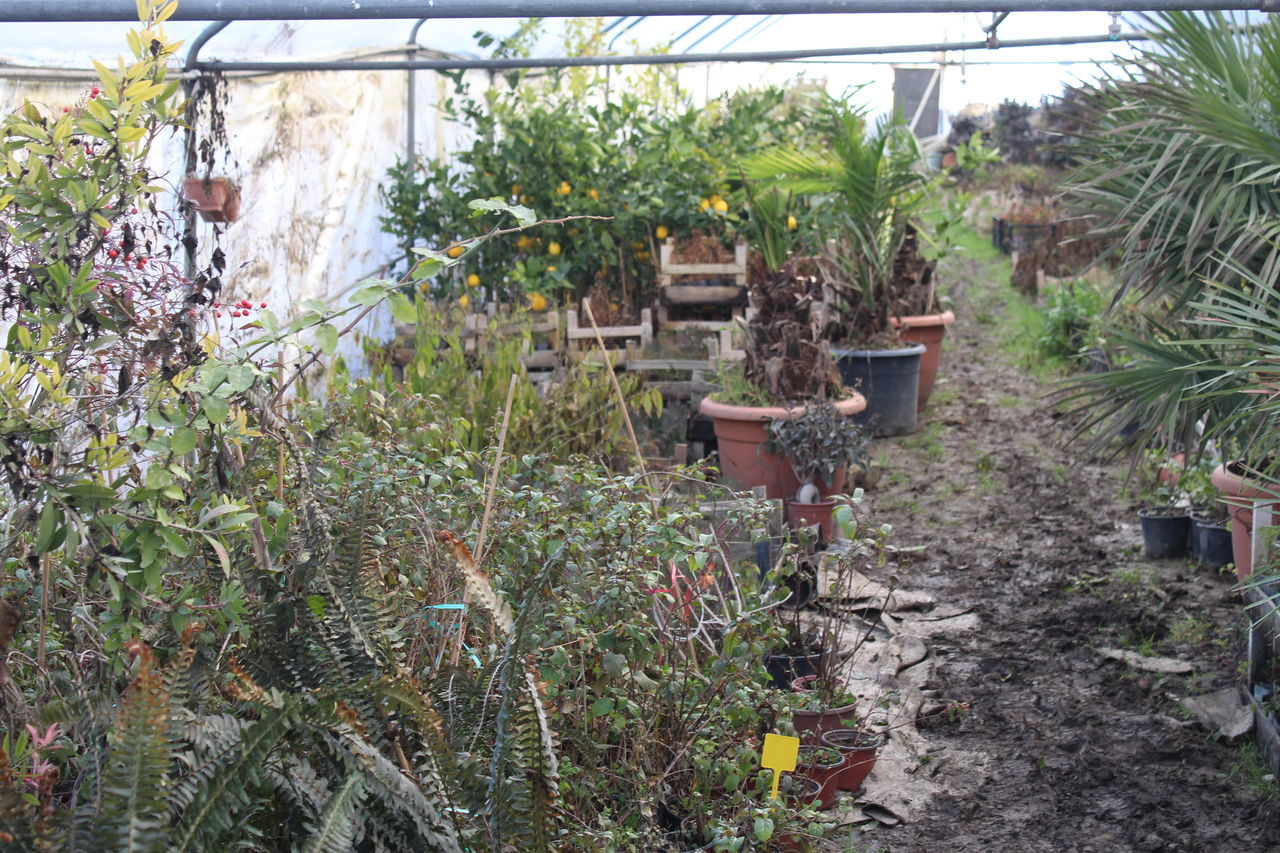 POTTED PLANTS IN GREENHOUSE AGAINST TREES