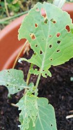 High angle view of succulent plant growing on field