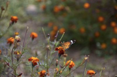 Monarch butterfly or milkweed butterfly on flower