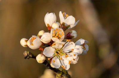 Close-up of white cherry blossom