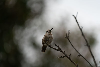 Close-up of bird perching on branch