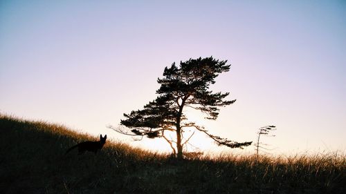 Silhouette of trees on field against sky