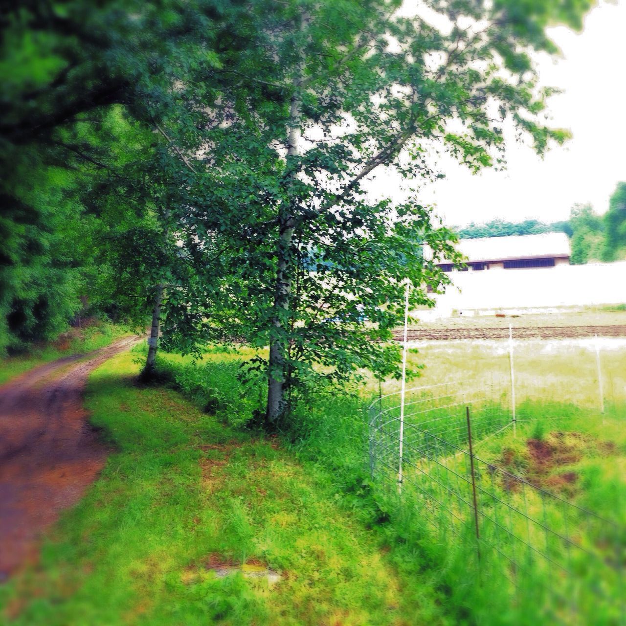 tree, grass, tranquility, growth, the way forward, tranquil scene, green color, nature, footpath, field, water, beauty in nature, grassy, landscape, day, road, scenics, tree trunk, outdoors, plant