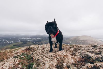 Dog standing on rock