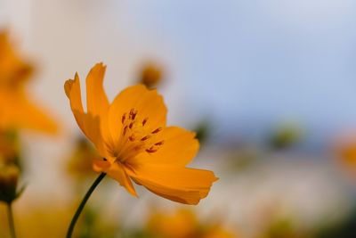 Close-up of yellow flower