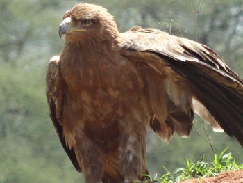 Close-up of eagle