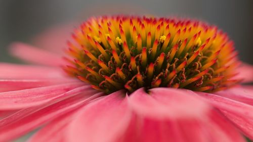 Close-up of pink flower