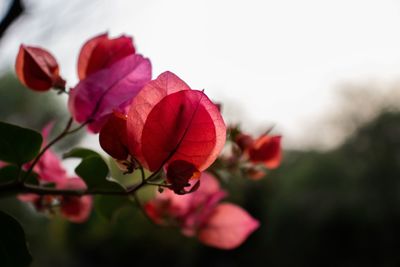 Close-up of red rose