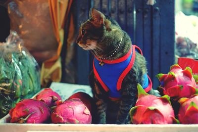 Close-up of cat sitting amidst pitayas in tray