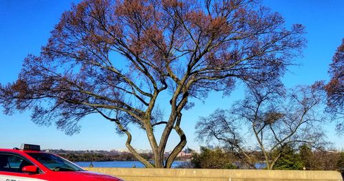 Tree by road against clear blue sky