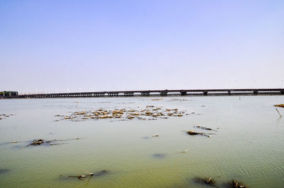 Birds on beach against clear sky