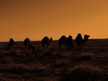 Horses on field against clear sky during sunset