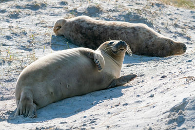 Close-up of seal lying on rock