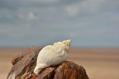 Close-up of seashell on rock