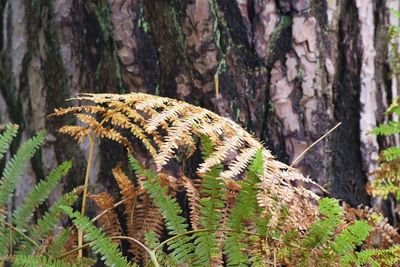 Close-up of fresh green leaves on tree trunk