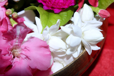 Close-up of pink roses