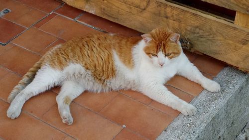 High angle view of cat lying on floor