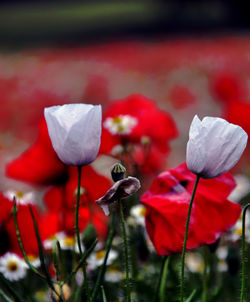 Close-up of red flower