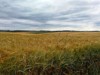 Scenic view of agricultural field against sky